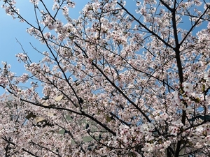 IMG_9387.jpg